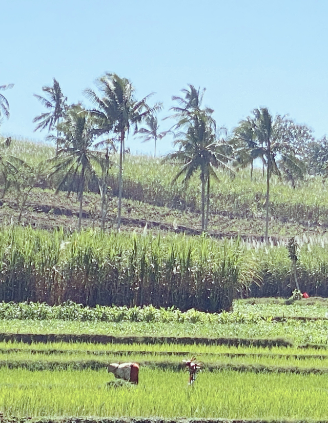 Dit is een afbeelding van een sawa in Indonesie, Indie, Nederlands-Indie. Verwijst naar transcultureel of intercultureel coaching of begeleiding. In het bijzonder rond intergenerationeel trauma of trauma als gevolg van gedwongen migratie of oorlog.
