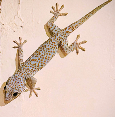 Dit is een afbeelding van een Indoneschische hagedis uit Indonesie of Indisch. Symbool voor intercultureel coachen en begeleiden, in het bijzonder als het gaat om intergenerationeel danwel transgenerationeel of collectief trauma. Of trauma in verband met gedwongen migratie.